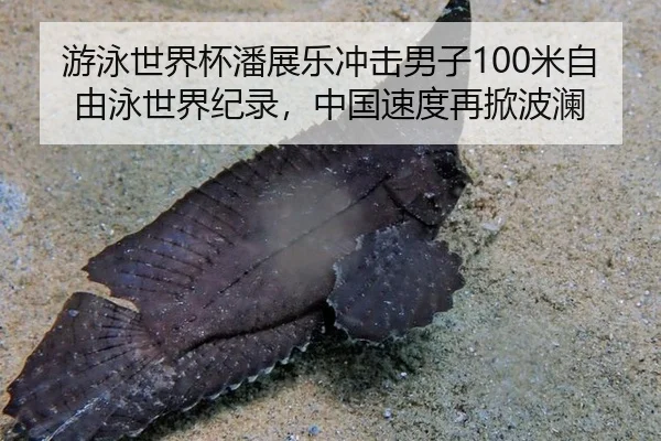 游泳世界杯潘展乐冲击男子100米自由泳世界纪录，中国速度再掀波澜
