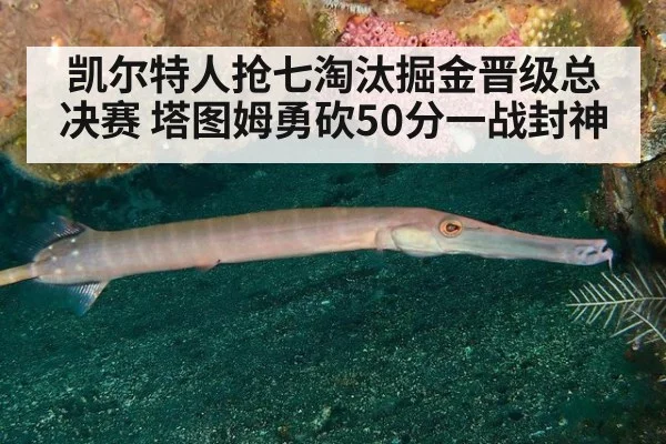 凯尔特人抢七淘汰掘金晋级总决赛 塔图姆勇砍50分一战封神